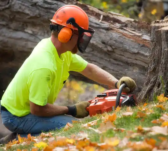 tree services Falconer